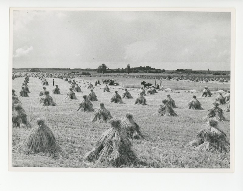 Viljalõikus Virumaa põldudel, 1938