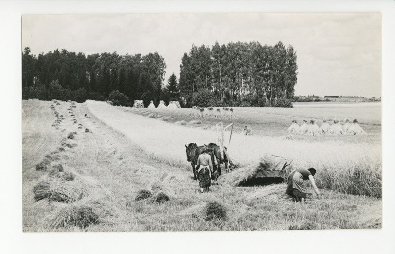 Viljalõikus Virumaa põldudel, 1939