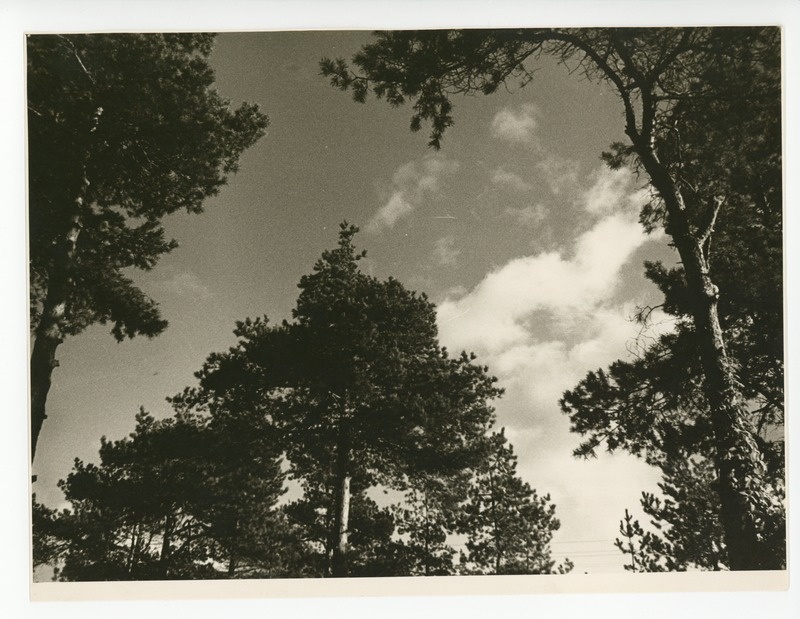 Pilved ja männiladvad