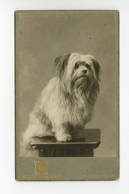 Koer Panu, kes tekitas Ålanderite suvilas tulekahju  duplicate photo