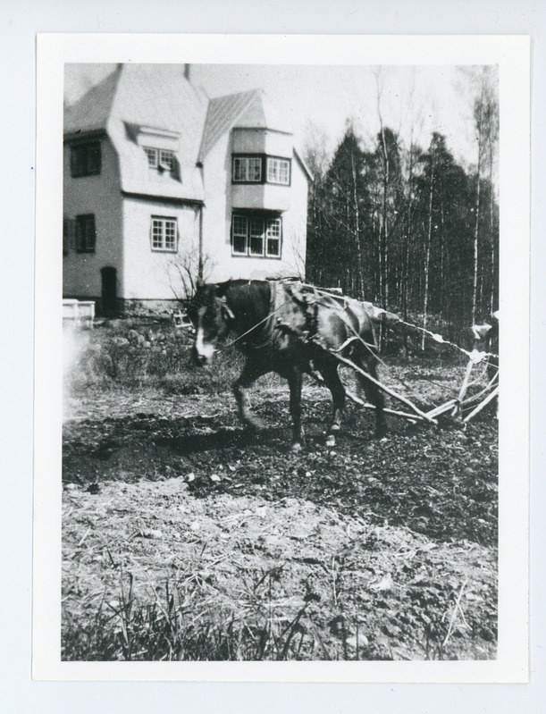 Kündev hobune Ålanderite uue maja ees Oulunkyläs