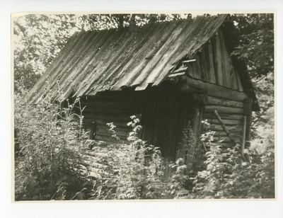 Kusta Toome köitekoda Rõngus Koruste küla metsas  duplicate photo