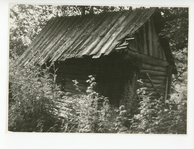 Kusta Toome köitekoda Rõngus Koruste küla metsas  duplicate photo