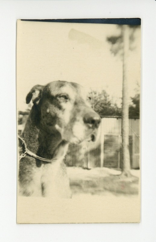 Koer Darling