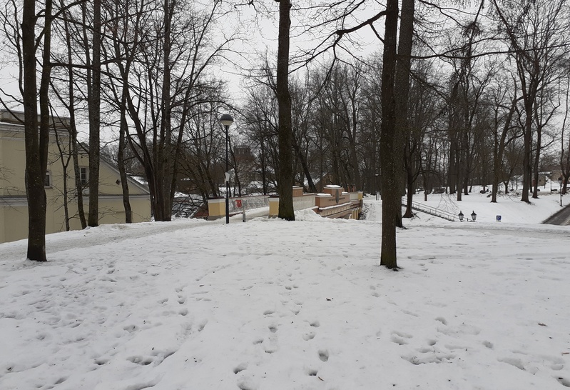 Üliõpilased Toomel lehti riisumas rephoto