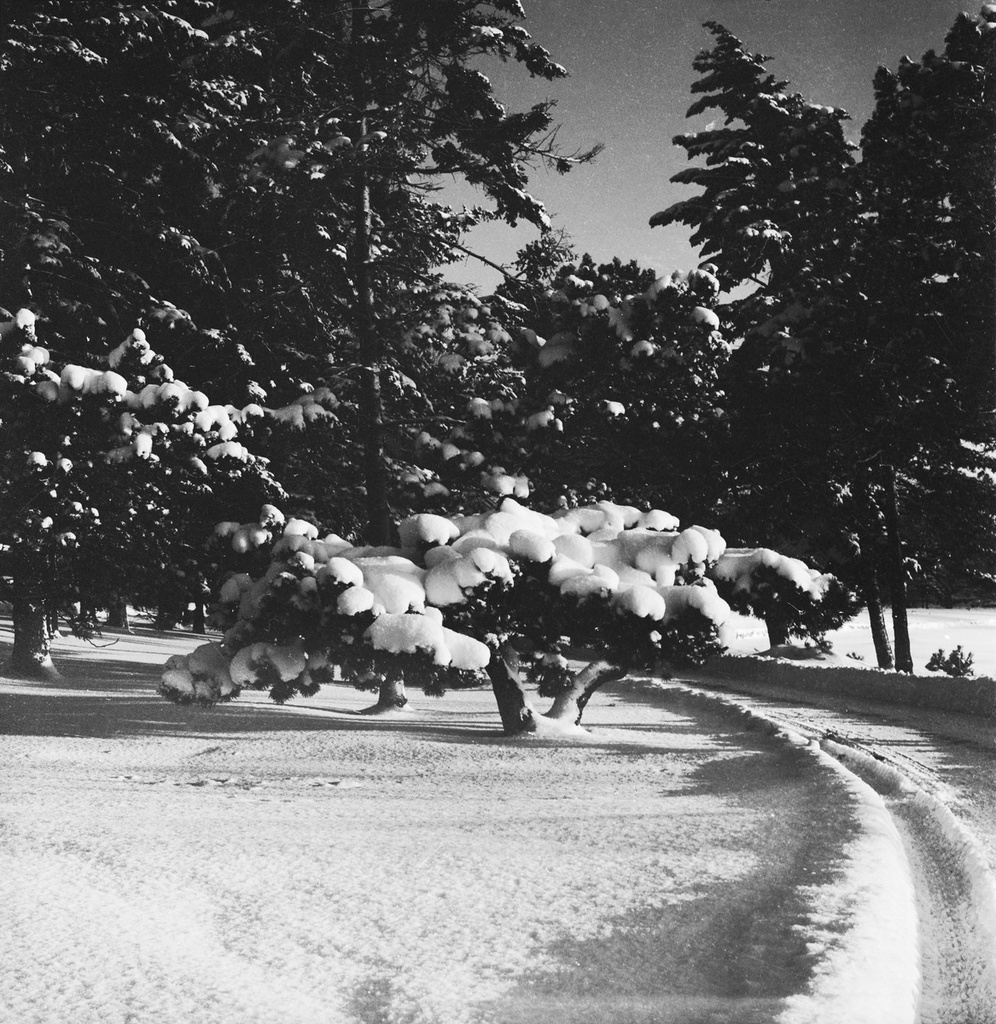 Snow landscape