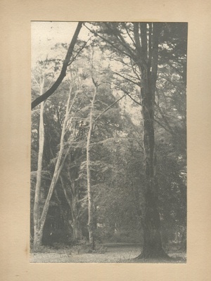View in a beech wood, Burley  duplicate photo
