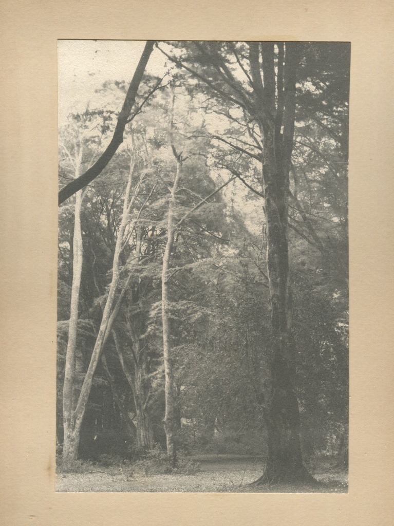 View in a beech wood, Burley
