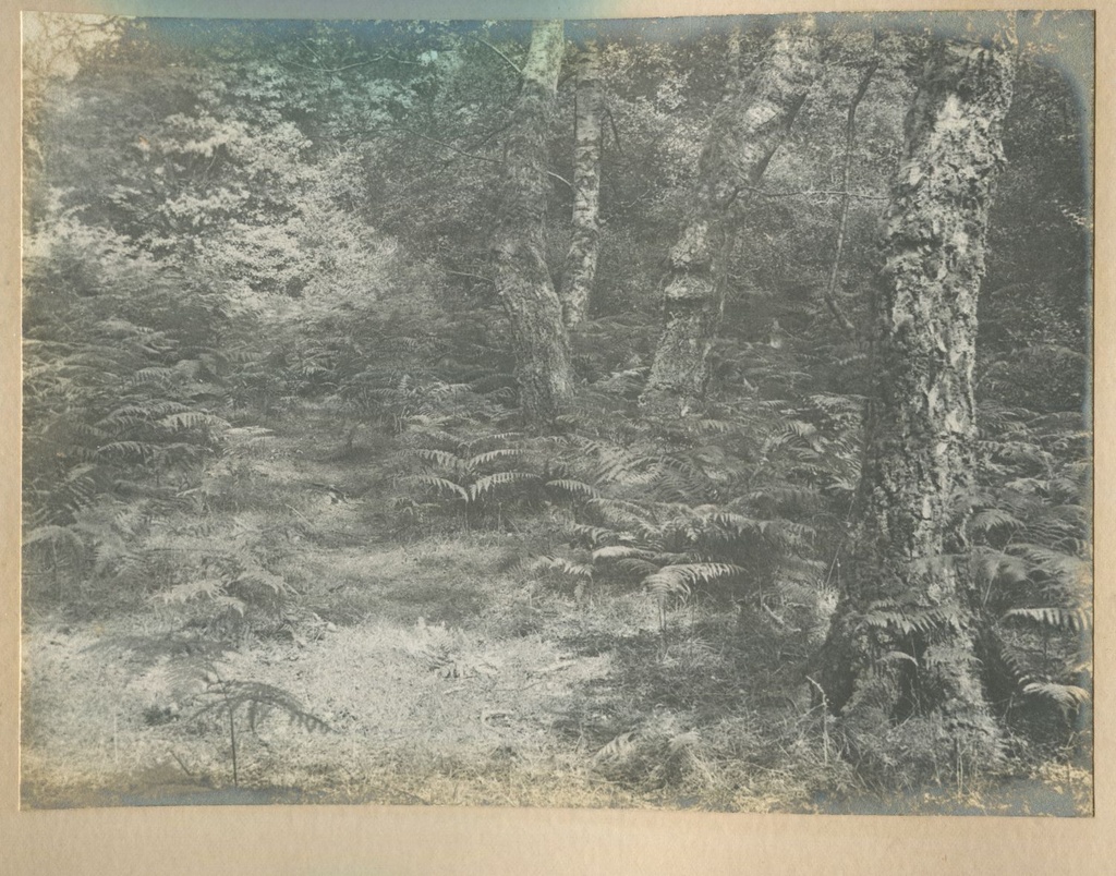 Bracken, Burley