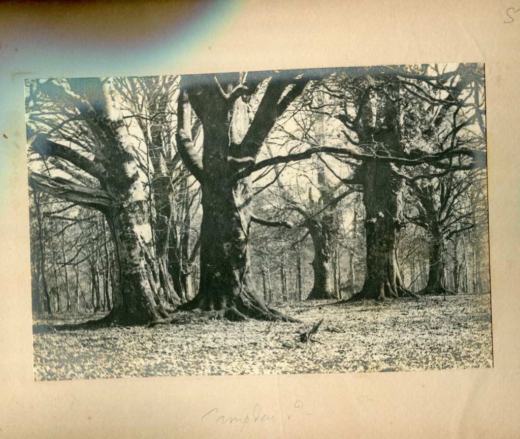 Old Beech trees, Burley