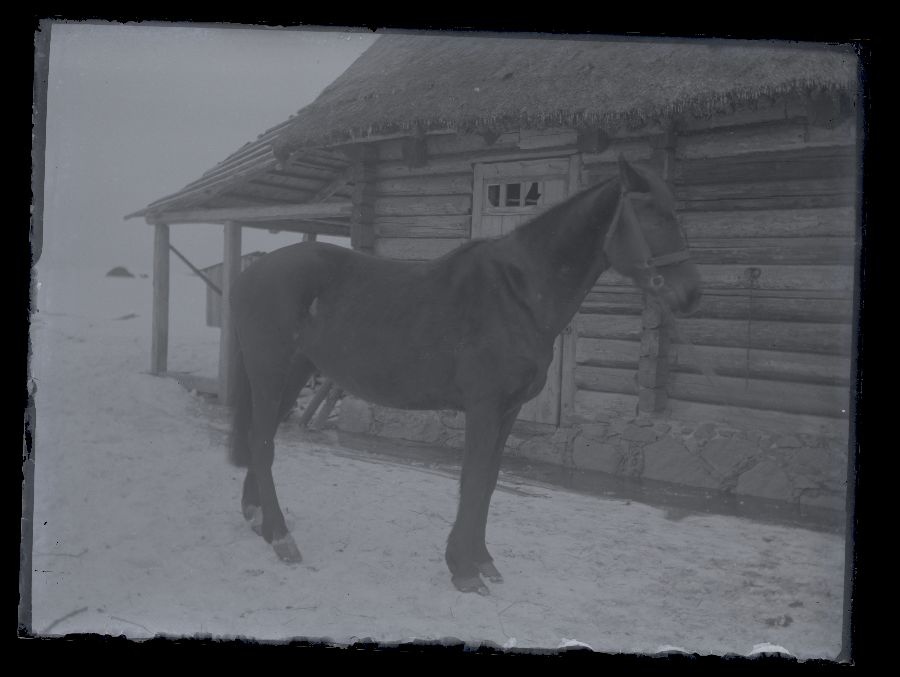 Hobune, pildistatud taluhoone seina ääres.