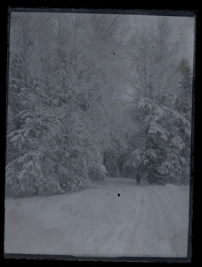 Vaade talvisele metsale ja lumisele teele.
