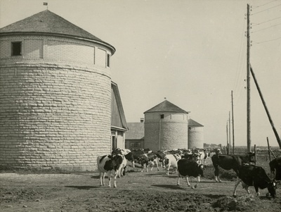 Kostivere kolhoosi silotornid, vaade koos lehmadega, kaugvaade  similar photo