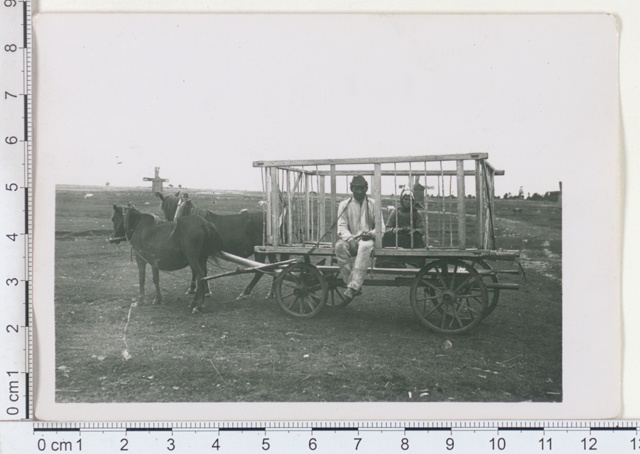 "poykarpos" - Crop Traffic Vanker, Ruhnu