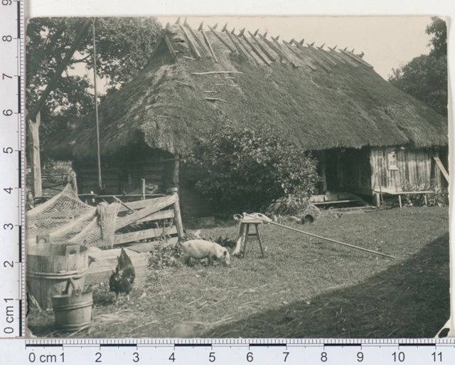 Anders ... family sheep NV - on the side, Ruhnu
