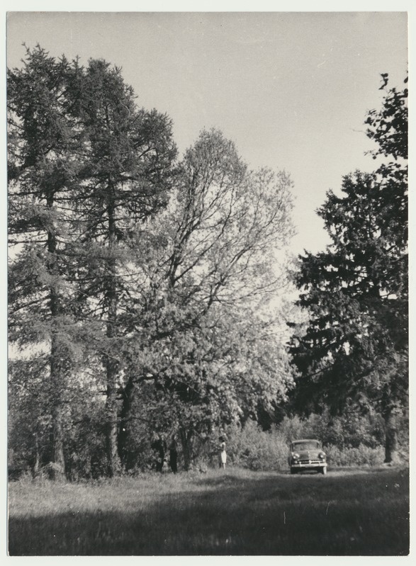 foto Tarvastu khk Kärstna v Patsi talu koht, Hendrik Adamsoni kodukoht 1964 foto A. Kiisla