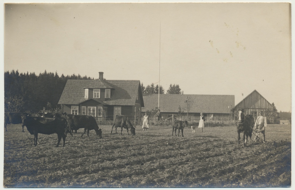 fotopostkaart, Karksi khk Polli vald Kungla talu, hooned, loomakari, kündmine 1933