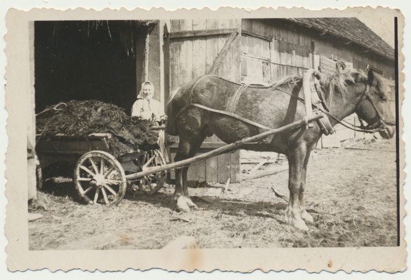 foto Viljandimaa, sõnnikuvedu laudast, hobune, Leida Aas u 1938 Rimmu