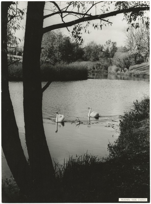 foto Viljandi, Valuoja tiik, luiged (2) 1956 foto E.Veliste