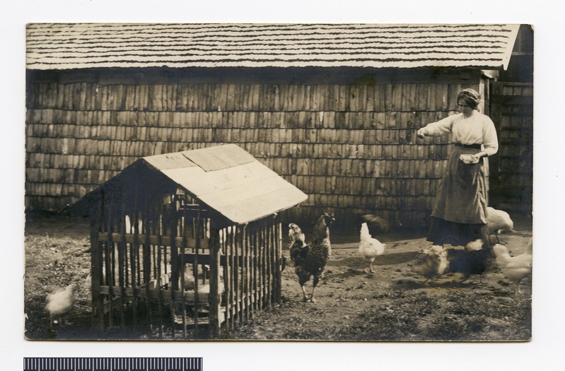 fotopostkaart, Halliste khk,  Liplapi aianduskool, õpilane, kanade söötmine, 10.10.1912