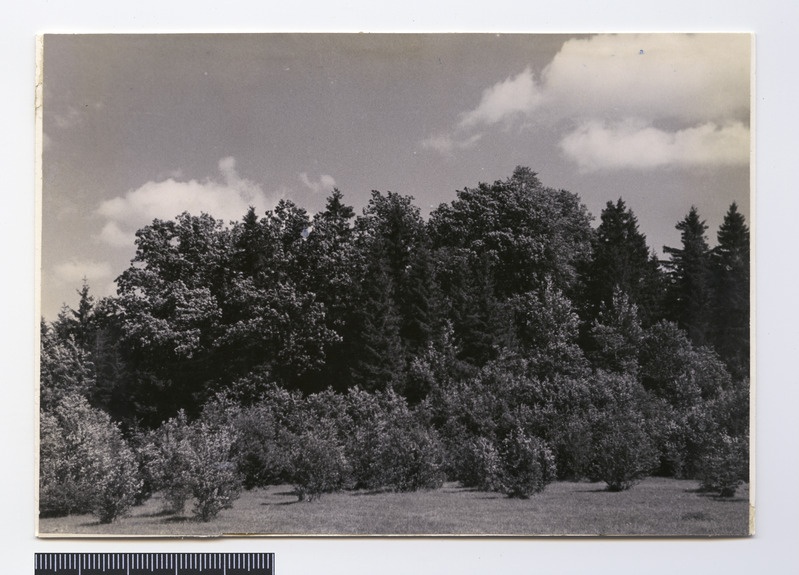 foto, Viljandi khk, Pärsti, Tammemägi, 1959