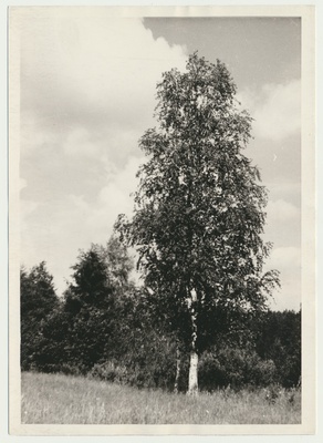 foto Viljandimaa,Hüpassaare, kased, 1966 F A.Kiisla  duplicate photo