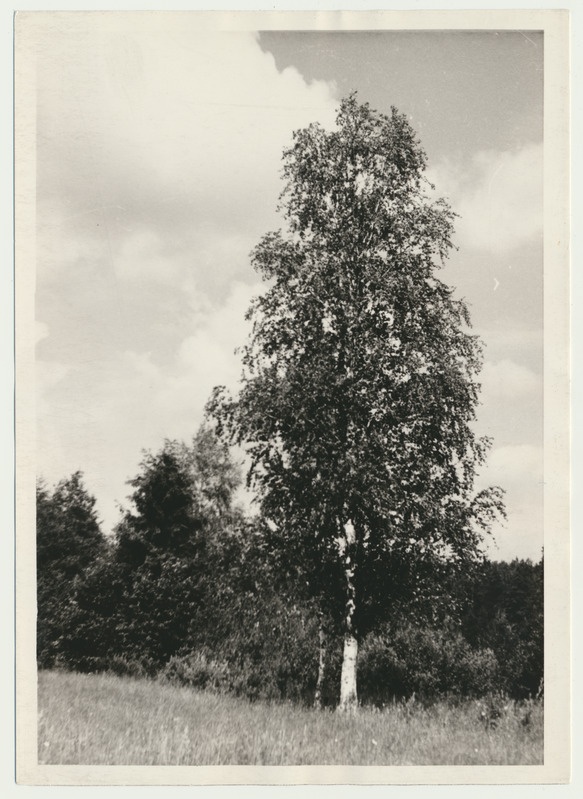 foto Viljandimaa,Hüpassaare, kased, 1966 F A.Kiisla