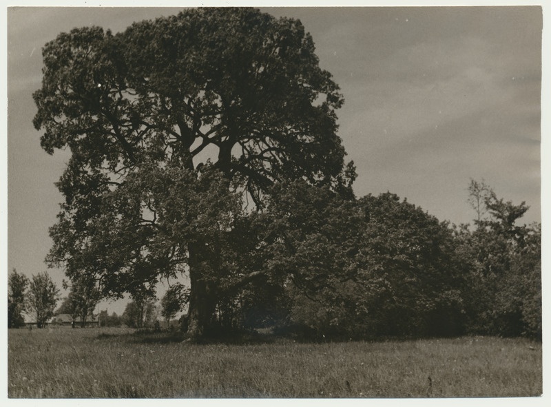 foto Viljandi khk, Saarepeedi k/n, Puuri künnapuu 1961 F A. Kiisla