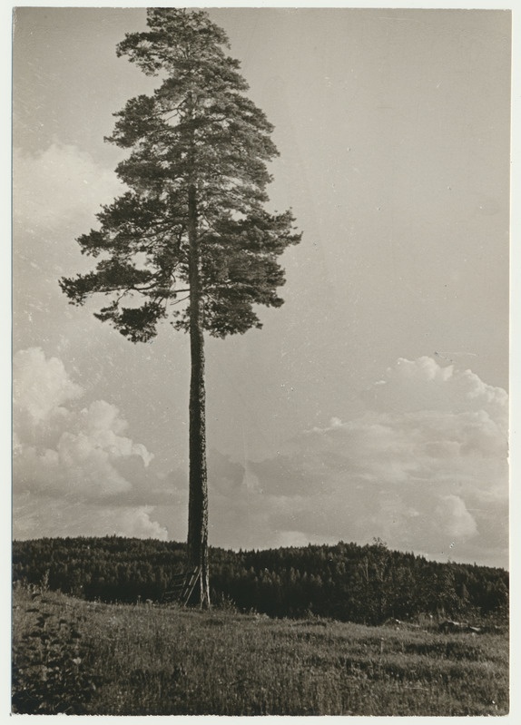 foto Polli mäed, Paistu, VIII 1960  foto A. Kiisla