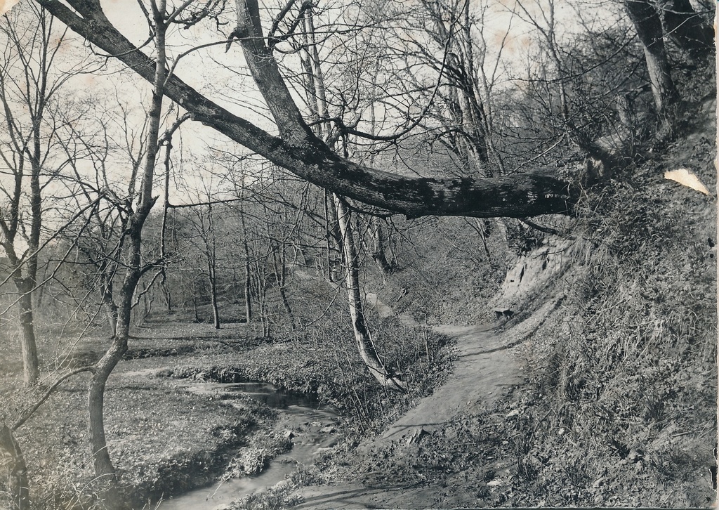 foto, Viljandi, Valuoja org, kõver puu, oja enne järve suubumist u 1910 F J.Riet