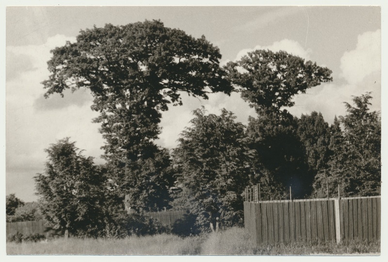 foto Viljandi khk Viiratsi tammed 1961 foto A. Kiisla