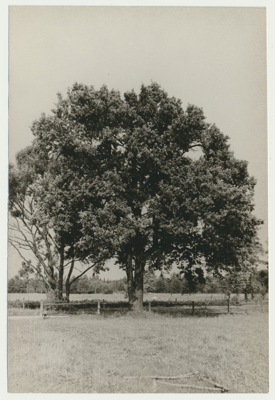 foto Köleri tamm Lubjassaares u 1970 foto A.Kiisla
