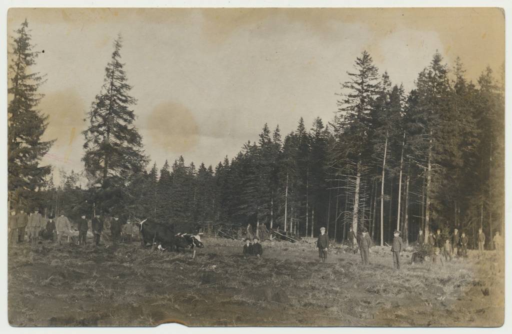 foto Uudismaa kündmine härgadega, Suure-Kõpu mõis 1903