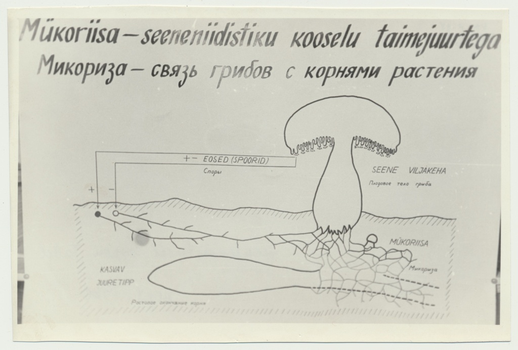foto Viljandi muuseum, seenenäitus 1960 foto U.Roosimaa