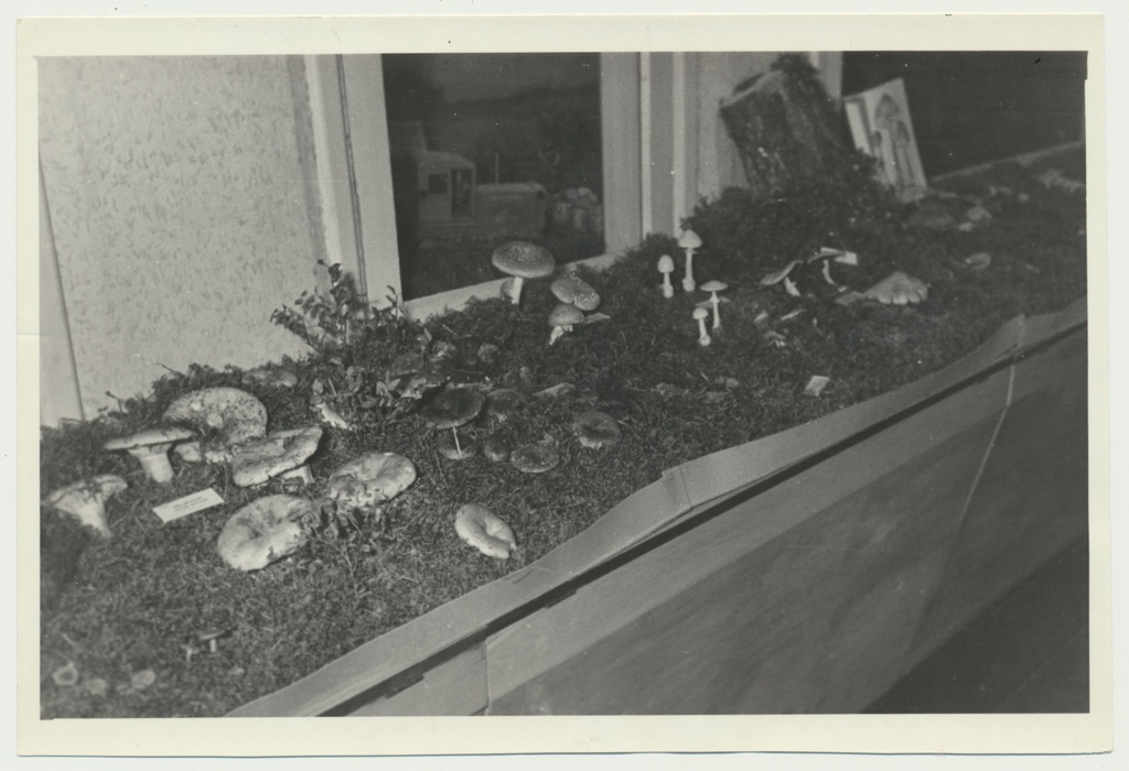 foto Viljandi muuseum, seenenäitus 1960 foto U.Roosimaa