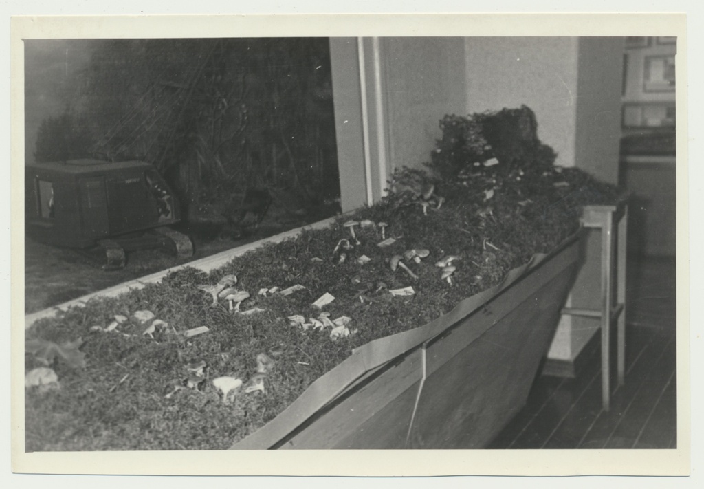 foto Viljandi muuseum, seenenäitus 1960 foto U.Roosimaa