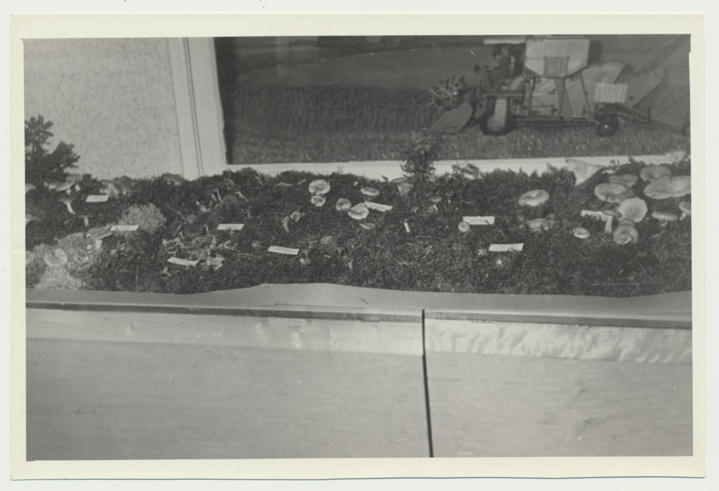 foto Viljandi muuseum, seenenäitus 1960 foto U.Roosimaa