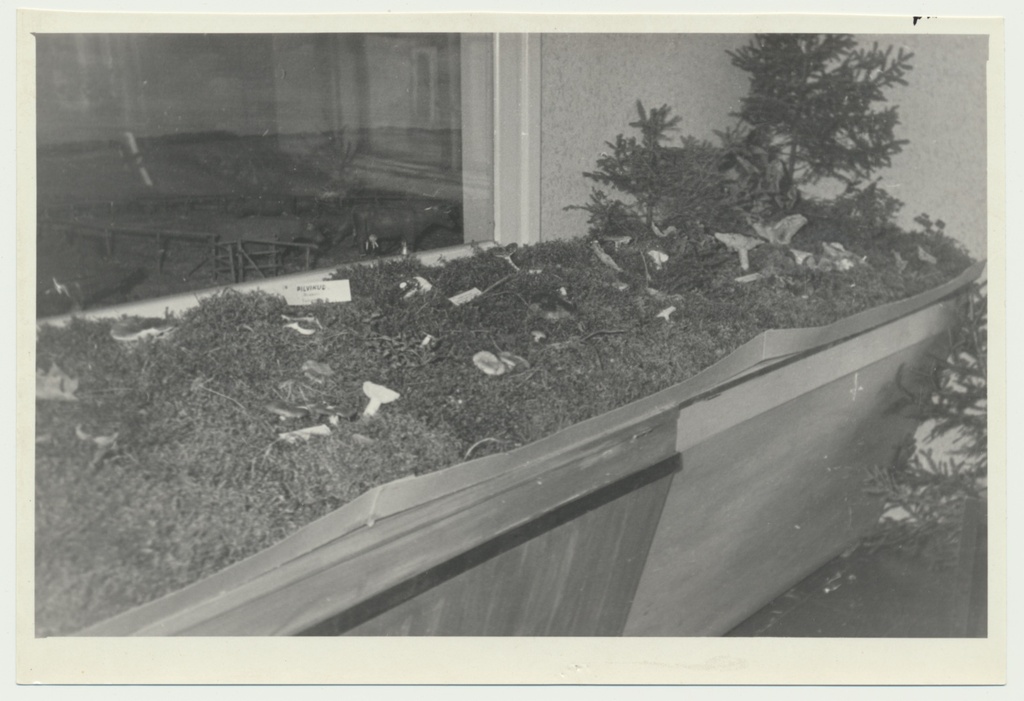foto Viljandi muuseum, seenenäitus 1960 foto U.Roosimaa