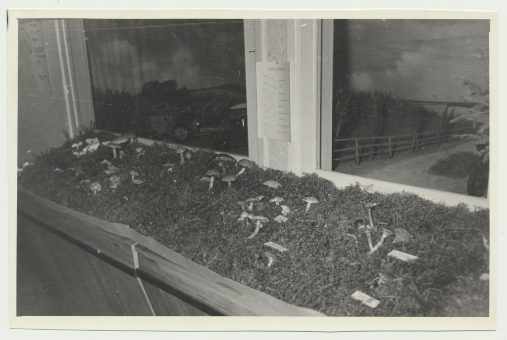 foto Viljandi muuseum, seenenäitus 1960 foto U.Roosimaa