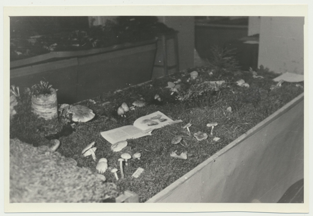 foto Viljandi muuseum, seenenäitus 1960 foto U.Roosimaa