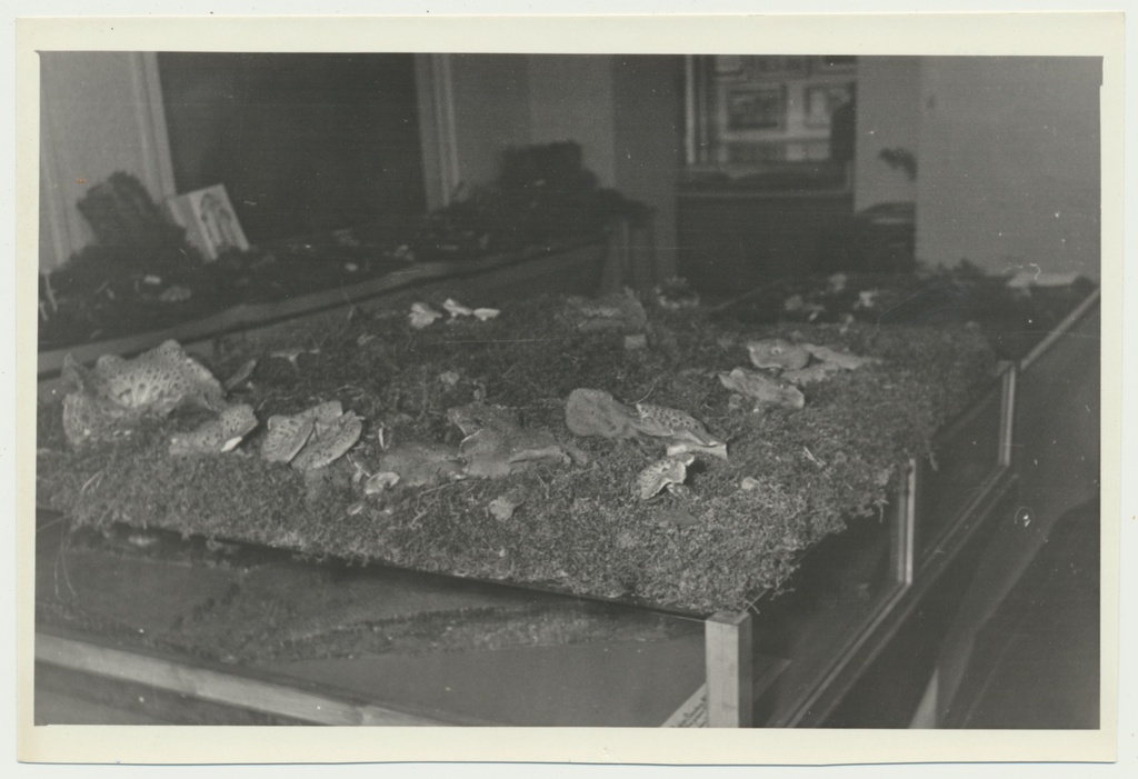 foto Viljandi muuseum, seenenäitus 1960 foto U.Roosimaa
