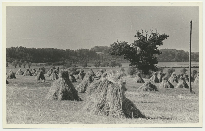 foto Viljandimaa Viiralti tamm u 1965 F A.Kiisla