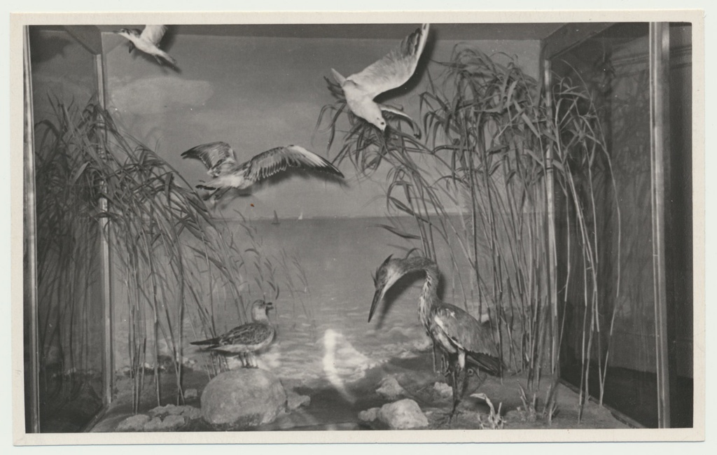 foto Viljandi muuseum, loodusekspositsioon, diaraam Võrtsjärv u 1960