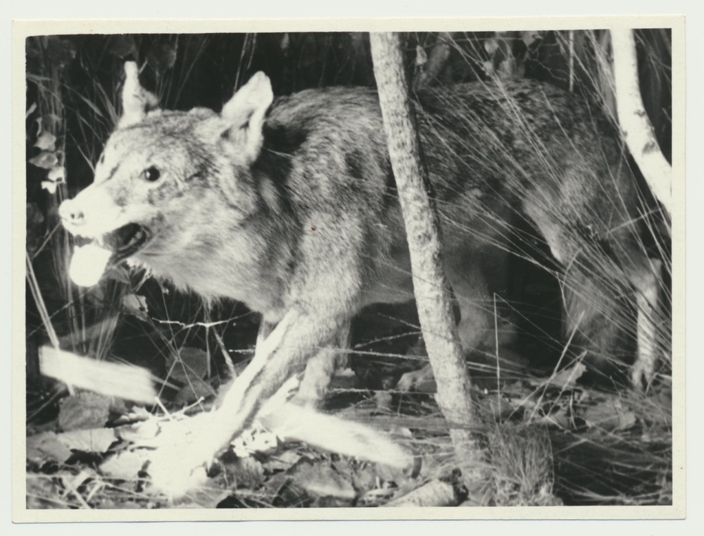 foto Viljandi muuseum, loodusekspositsioon, hunt u 1960