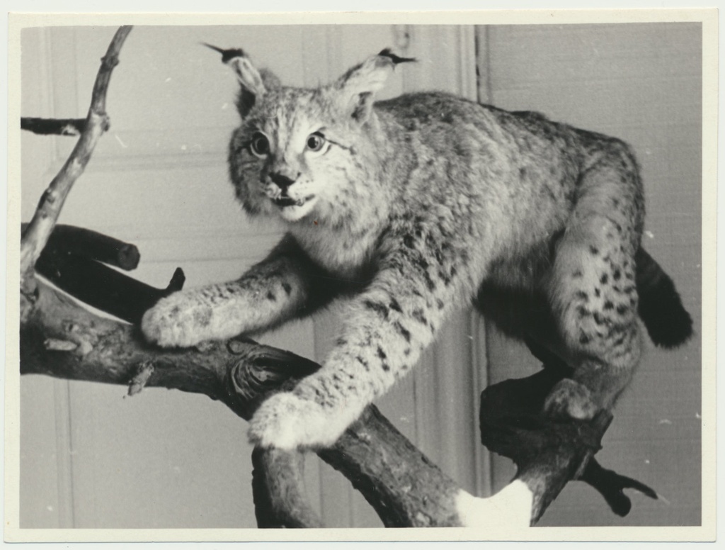 foto Viljandi muuseum, loodusekspositsioon, ilves u 1960