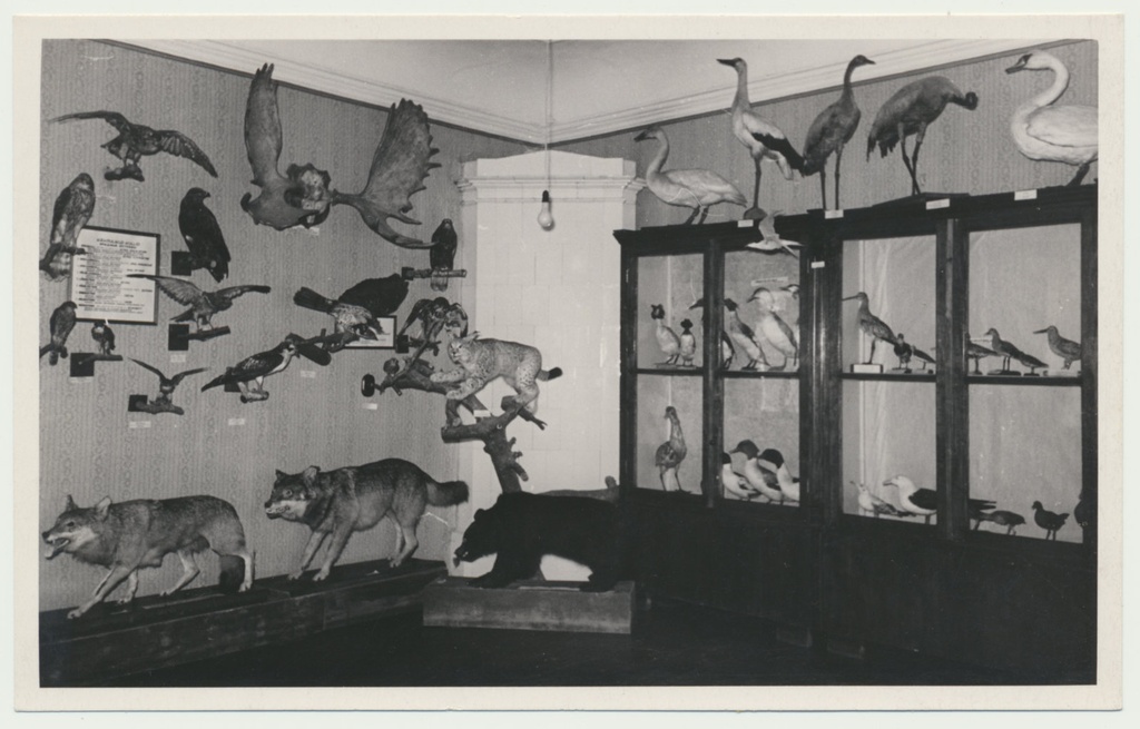 foto Viljandi muuseum, ekspositsioon, loodus, 1958 foto L.Vellema