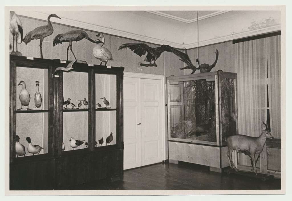 foto Viljandi muuseum, loodusekspositsioon u 1960 foto L.Vellema