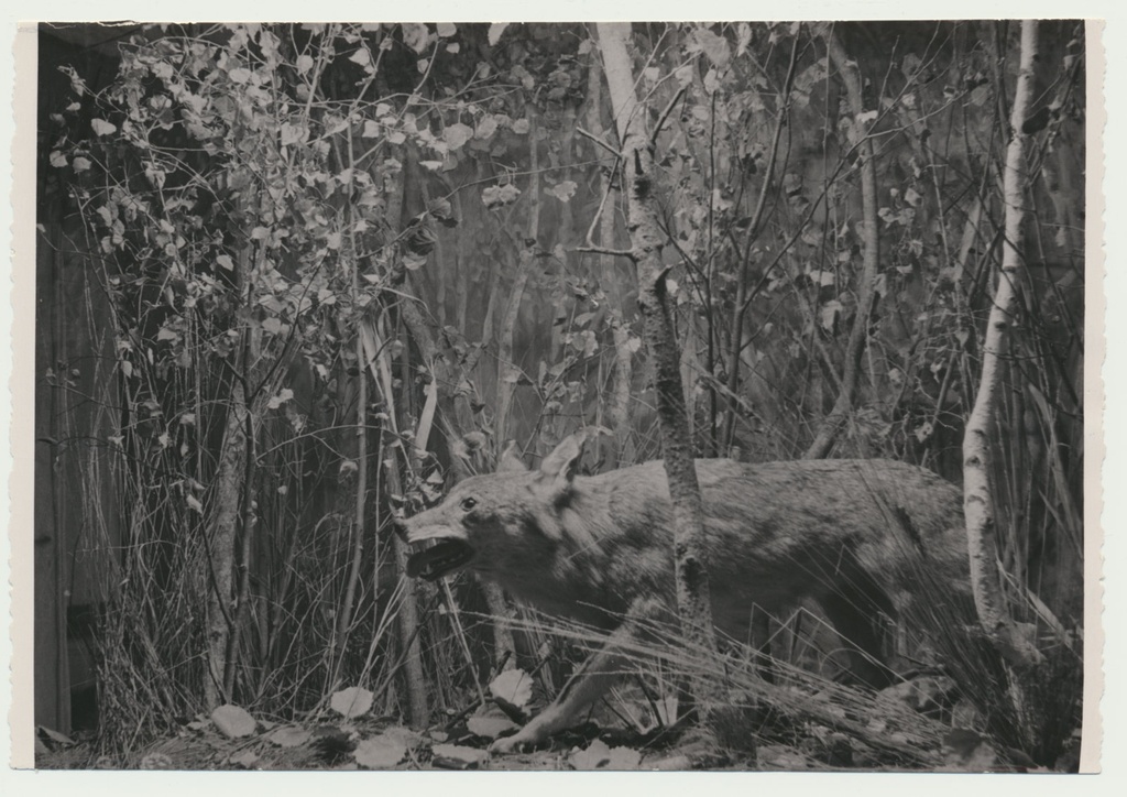 foto Viljandi muuseum, loodusekspositsioon, hunt u 1970 F L.Vellema