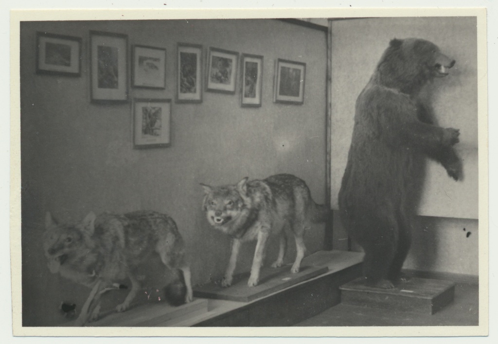 foto Viljandi muuseum, näitus Meie metsade linde ja loomi, 1950 foto T.Parri