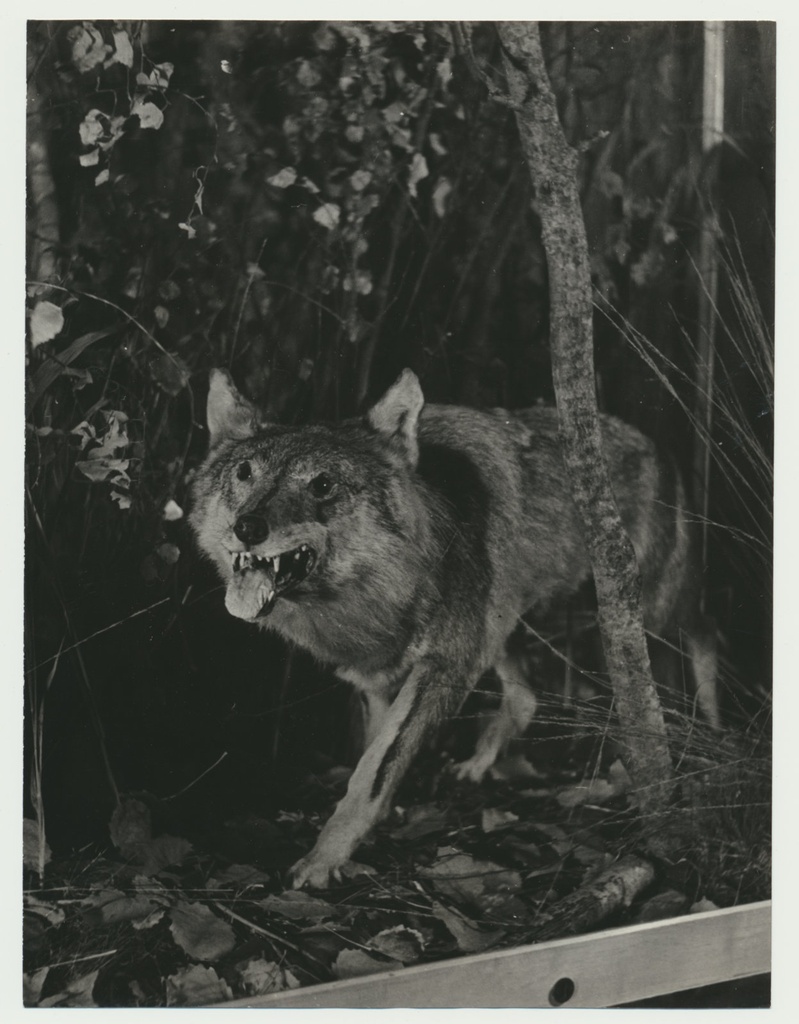 foto Viljandi muuseum, ekspositsioon, hundi kaavik 1960 foto A.Kiisla